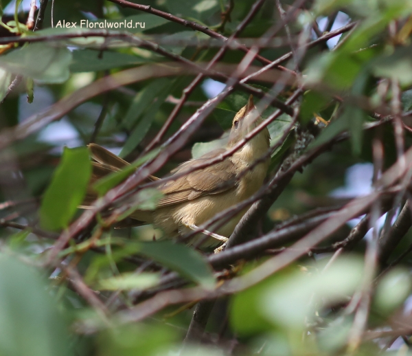 Sylviidae
Ключевые слова: Sylviidae