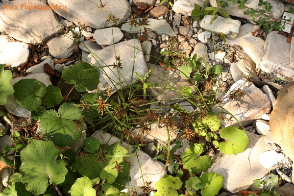 Cyperus
Ключевые слова: Cyperus