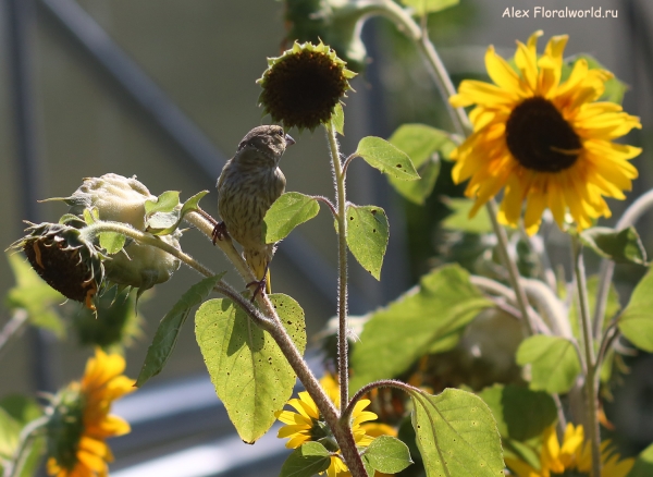 Carduelis chloris
Ключевые слова: Carduelis chloris