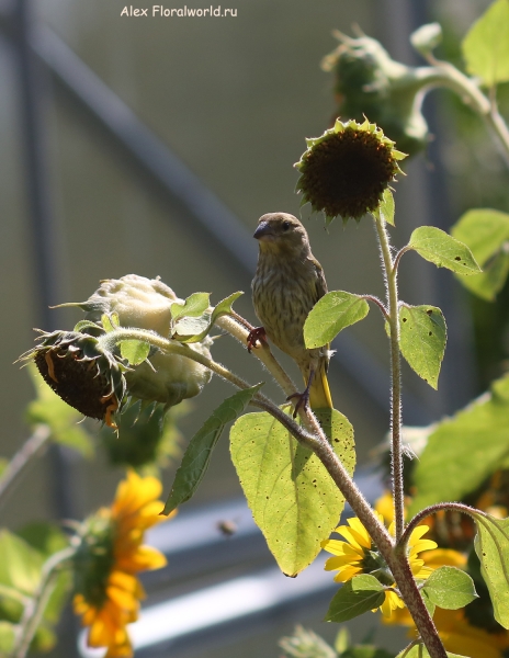 Carduelis chloris
Ключевые слова: Carduelis chloris