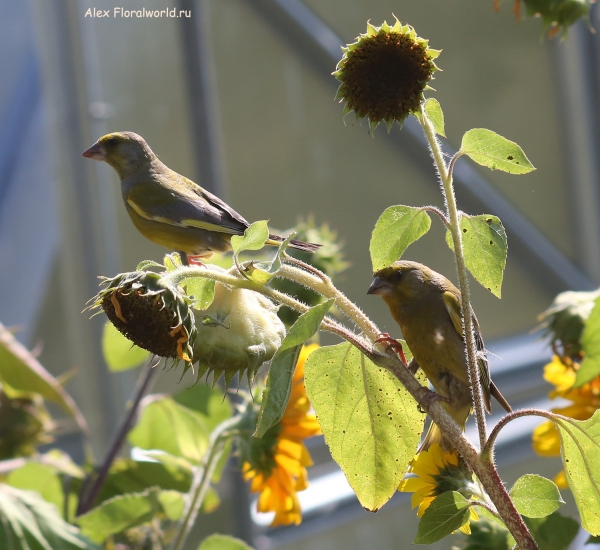 Carduelis chloris
Ключевые слова: Carduelis chloris