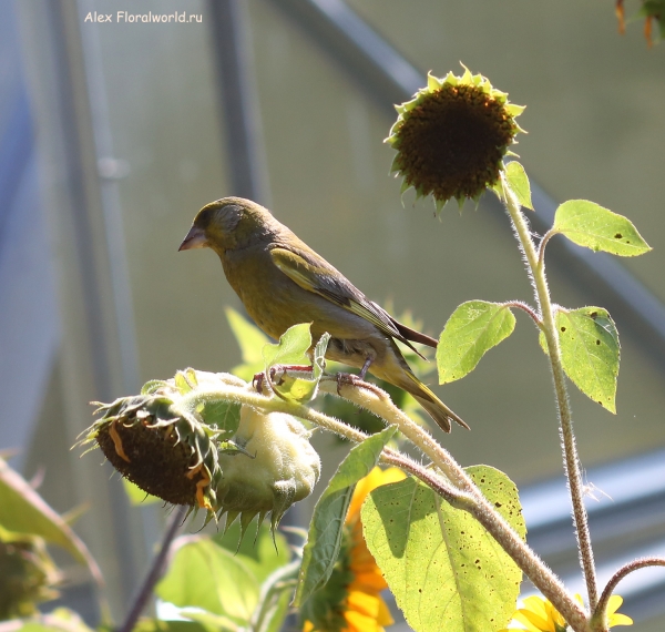 Carduelis chloris
Ключевые слова: Carduelis chloris