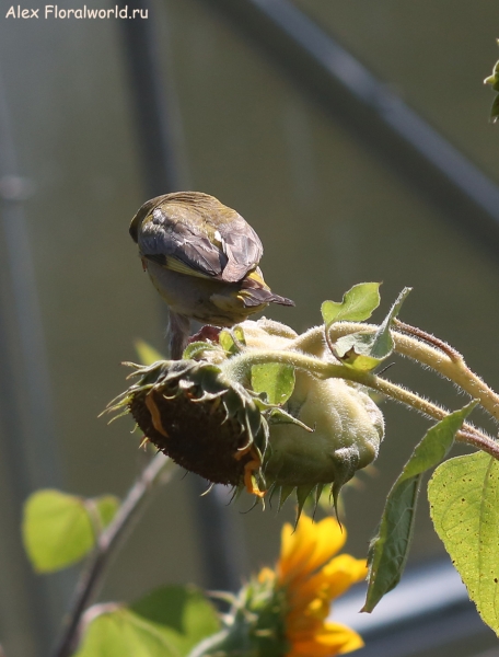 Carduelis chloris
Ключевые слова: Carduelis chloris