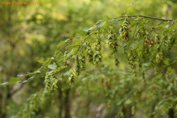 Carpinus orientalis
Ключевые слова: Carpinus orientalis