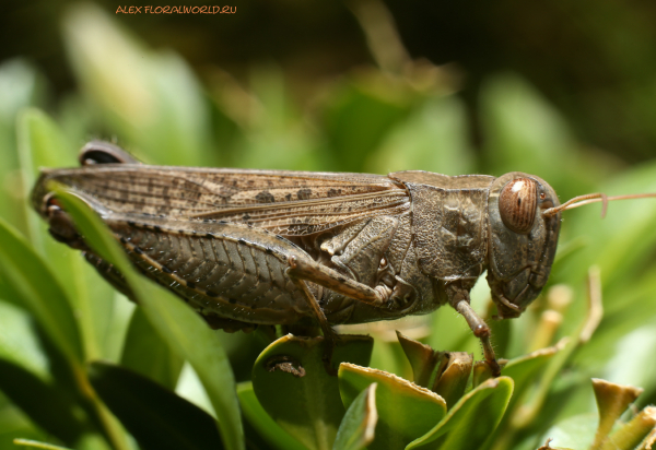 Calliptamus italicus
Ключевые слова: Calliptamus italicus