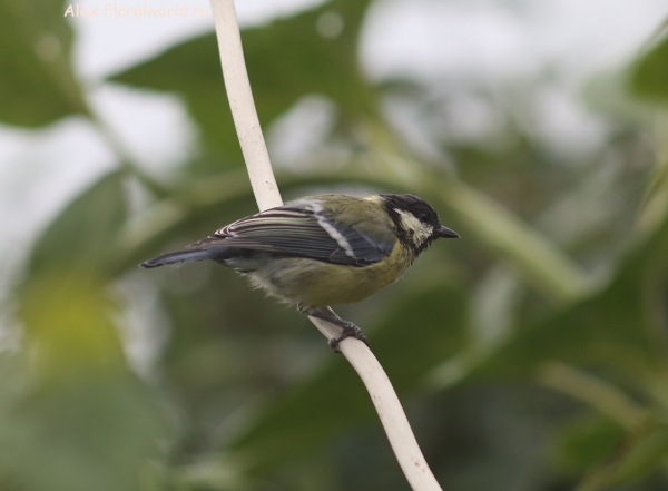 Parus major
Ключевые слова: Parus major