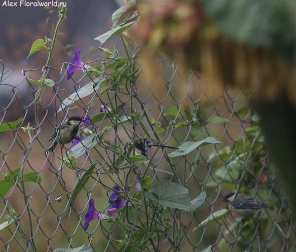 Parus major
Ключевые слова: Parus major