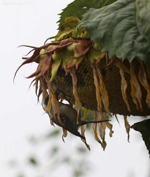 Parus major
Ключевые слова: Parus major