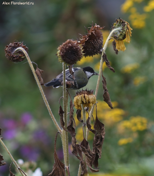 Parus major
Ключевые слова: Parus major