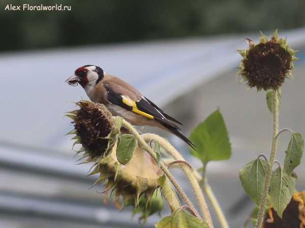 Carduelis carduelis
Ключевые слова: Carduelis carduelis