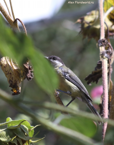 Parus major
Ключевые слова: Parus major