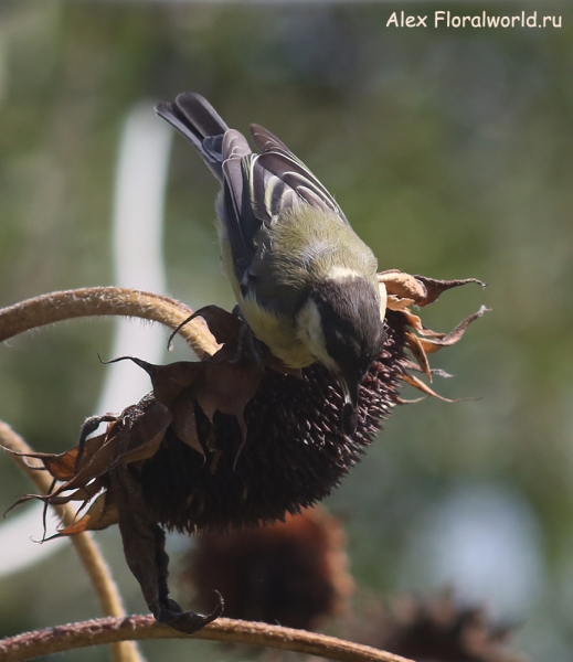 Parus major
Ключевые слова: Parus major
