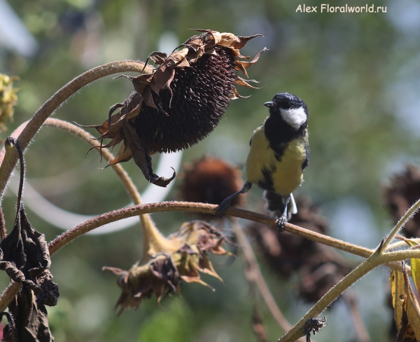 Parus major
Ключевые слова: Parus major