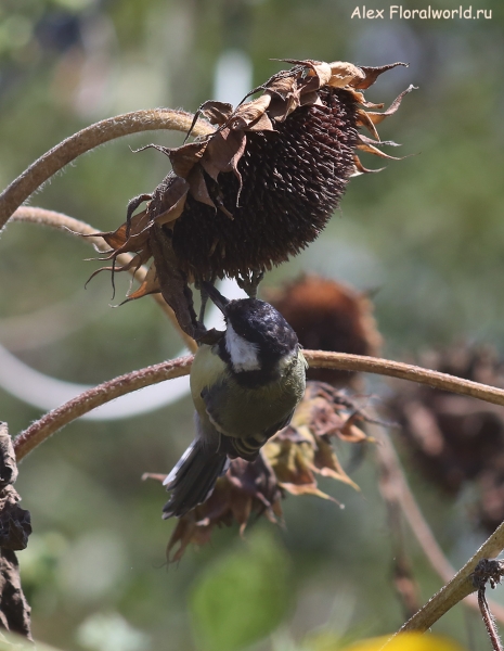 Parus major
Ключевые слова: Parus major
