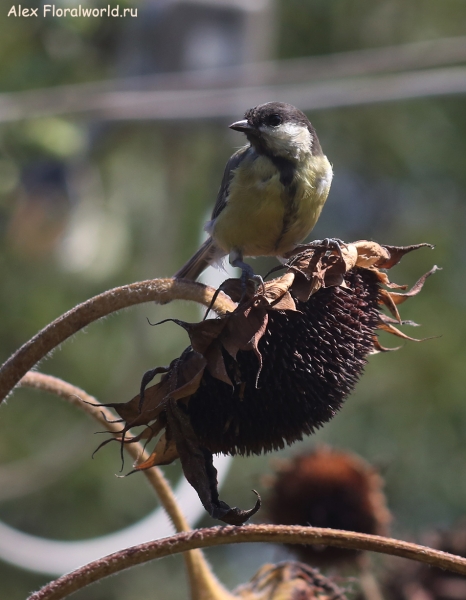 Parus major
Ключевые слова: Parus major