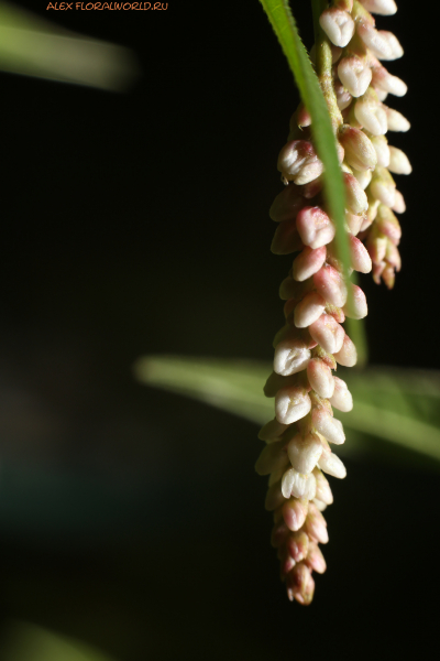 Persicaria maculosa
Ключевые слова: Persicaria maculosa