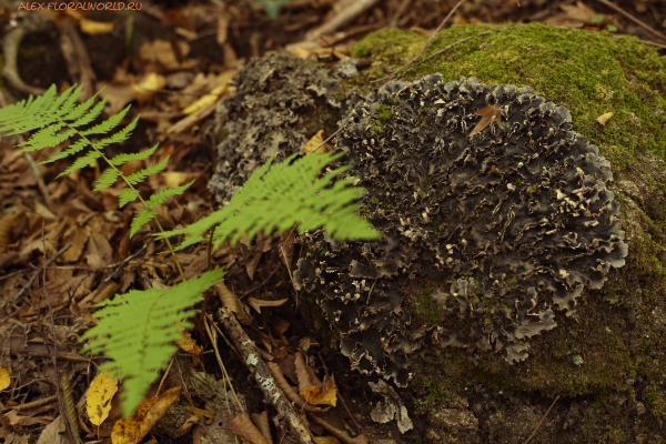 Peltigera
Ключевые слова: Peltigera