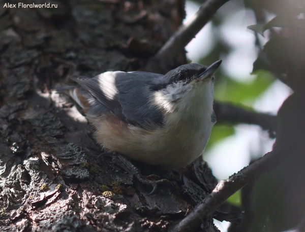 Sitta europaea
Ключевые слова: Sitta europaea