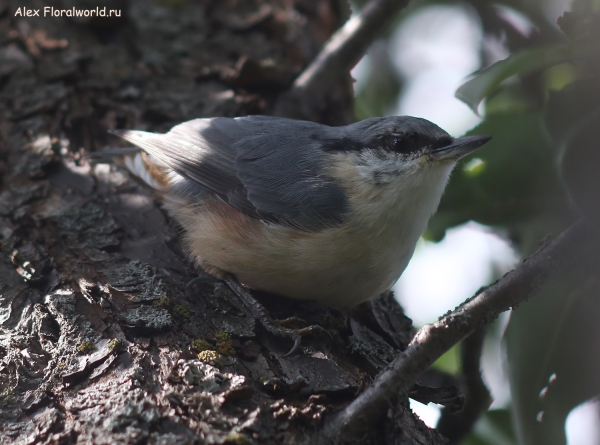 Sitta europaea
Ключевые слова: Sitta europaea