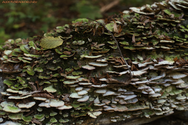 Trametes hirsuta
Ключевые слова: Trametes hirsuta