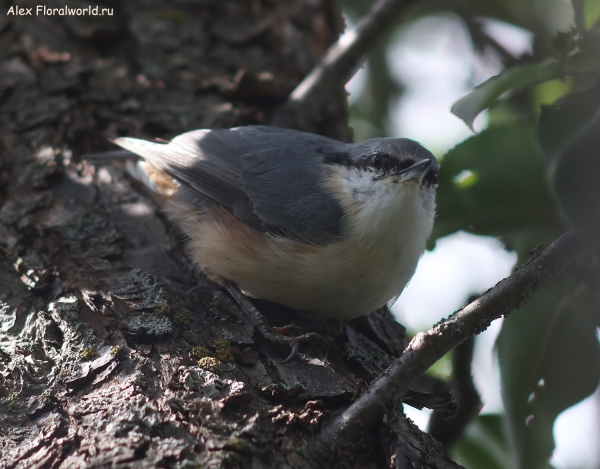 Sitta europaea
Ключевые слова: Sitta europaea