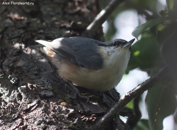 Sitta europaea
Ключевые слова: Sitta europaea