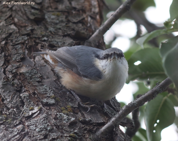 Sitta europaea
Ключевые слова: Sitta europaea