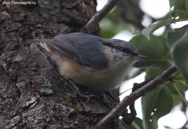 Sitta europaea
Ключевые слова: Sitta europaea