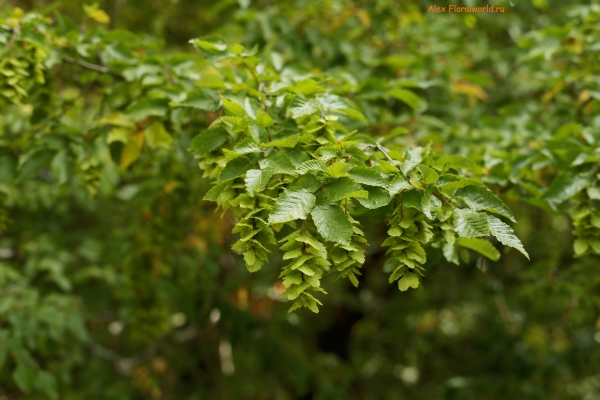 Carpinus orientalis
Ключевые слова: carpinus orientalis