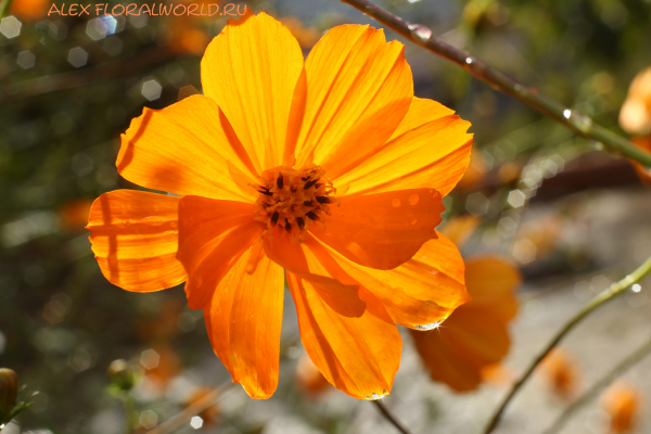 Cosmos sulphureus
Ключевые слова: Cosmos sulphureus