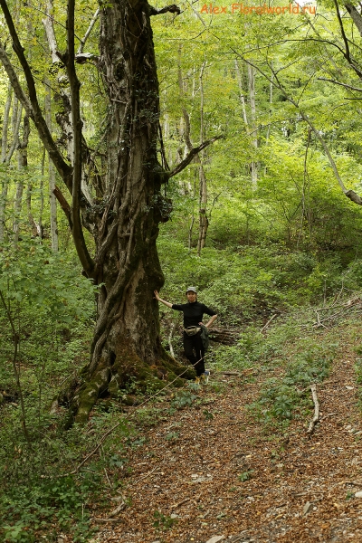 Carpinus 
Ключевые слова: carpinus