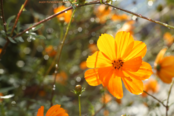 Cosmos sulphureus
Ключевые слова: Cosmos sulphureus