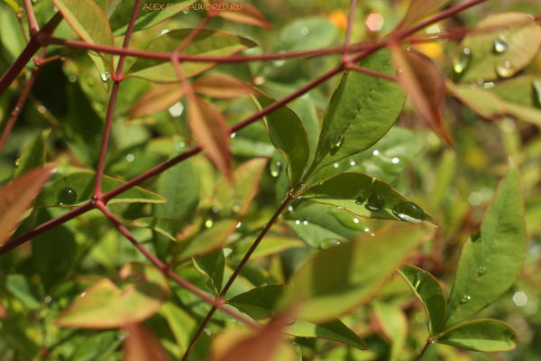 Nandina domestica
Ключевые слова: Nandina domestica