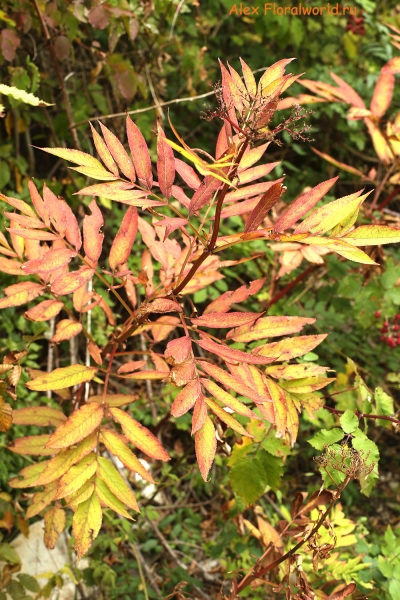 Sambucus ebulus
Ключевые слова: sambucus ebulus