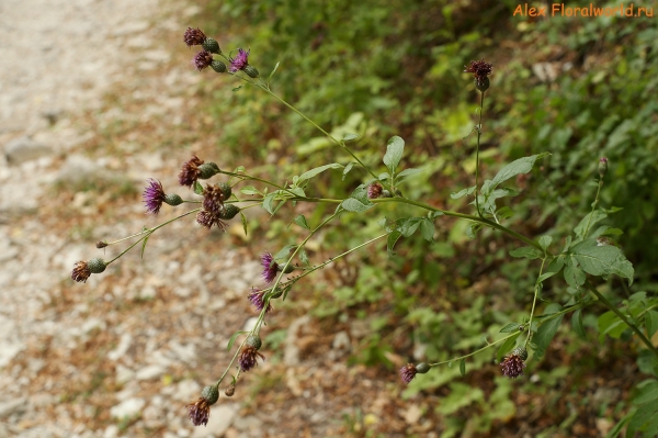 Serratula quinquefolia
Ключевые слова: serratula quinquefolia
