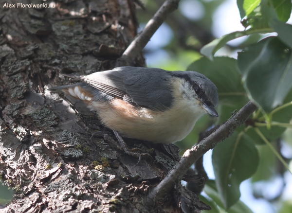 Sitta europaea
Ключевые слова: Sitta europaea