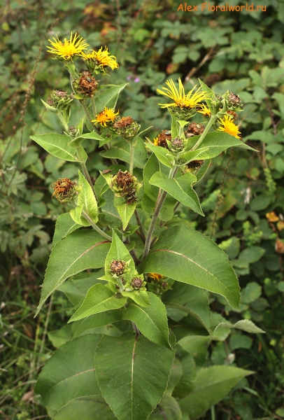 Inula helenium
Ключевые слова: inula helenium