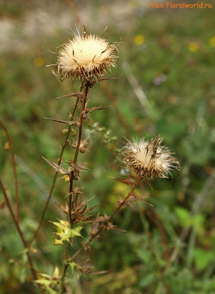 Cirsium serrulatum
Ключевые слова: cirsium serrulatum