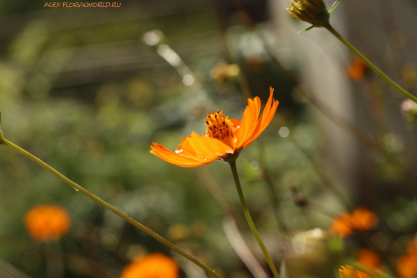 Cosmos sulphureus
Ключевые слова: Cosmos sulphureus