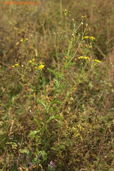 Senecio
Ключевые слова: senecio