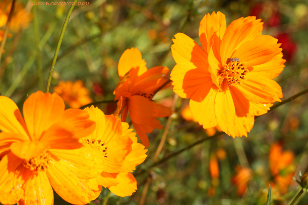 Cosmos sulphureus
Ключевые слова: Cosmos sulphureus