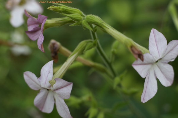 Nicotiana suaveolens
Ключевые слова: Nicotiana suaveolens