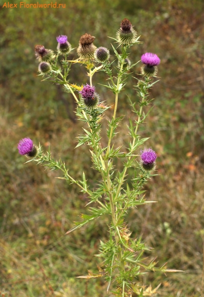 Cirsium serrulatum
Ключевые слова: cirsium serrulatum