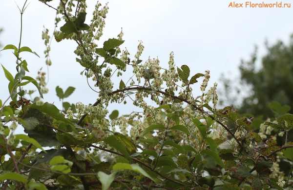 Fallopia
Ключевые слова: fallopia