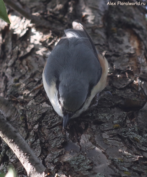 Sitta europaea
Ключевые слова: Sitta europaea