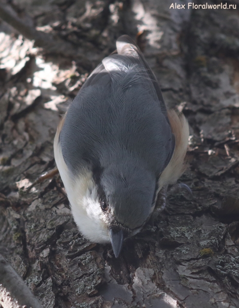 Sitta europaea
Ключевые слова: Sitta europaea