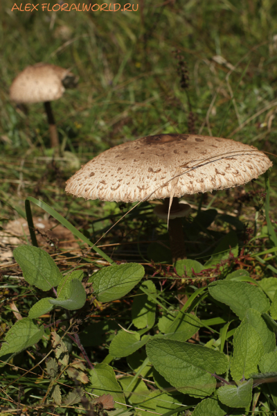 Macrolepiota procera
Ключевые слова: Macrolepiota procera