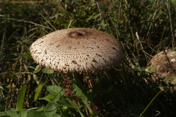 Macrolepiota procera
Ключевые слова: Macrolepiota procera