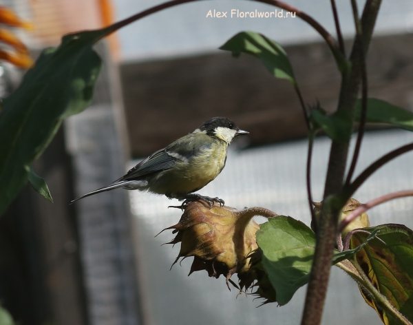 Parus major
Ключевые слова: Parus major