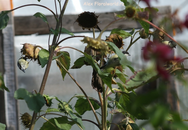 Parus major
Ключевые слова: Parus major
